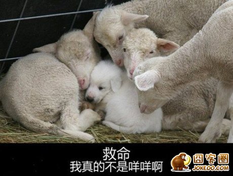 图片[19]-汪星人集中营 20121113-囧客圈