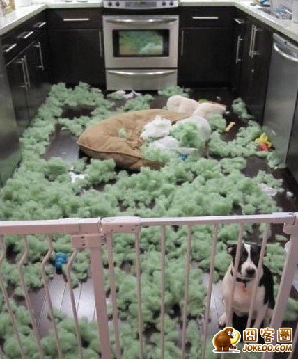 图片[1]-多少人想要的幸福 汪星人就这么得到了-囧客圈