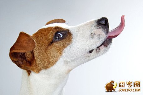 图片[2]-多少人想要的幸福 汪星人就这么得到了-囧客圈