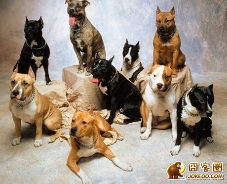 图片[3]-多少人想要的幸福 汪星人就这么得到了-囧客圈