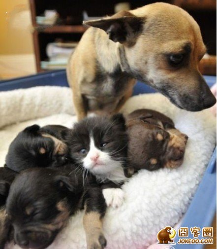 图片[4]-多少人想要的幸福 汪星人就这么得到了-囧客圈