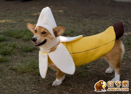 图片[5]-多少人想要的幸福 汪星人就这么得到了-囧客圈