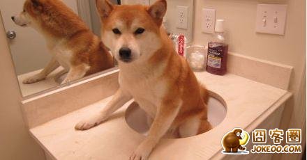 图片[6]-多少人想要的幸福 汪星人就这么得到了-囧客圈