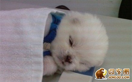 图片[8]-多少人想要的幸福 汪星人就这么得到了-囧客圈