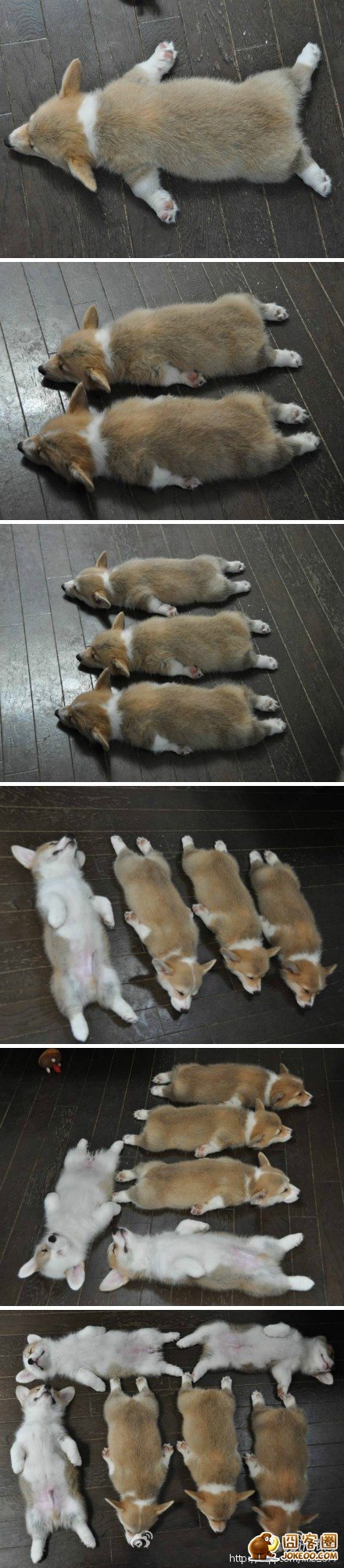 图片[10]-多少人想要的幸福 汪星人就这么得到了-囧客圈