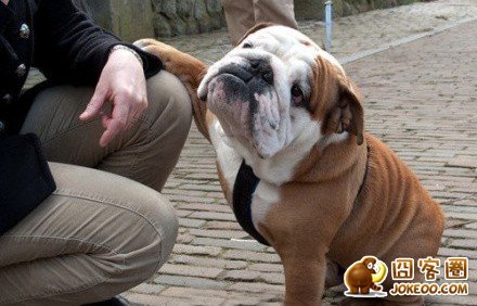 图片[11]-多少人想要的幸福 汪星人就这么得到了-囧客圈