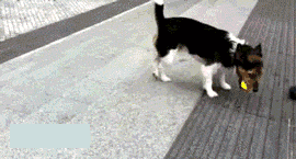 图片[14]-多少人想要的幸福 汪星人就这么得到了-囧客圈