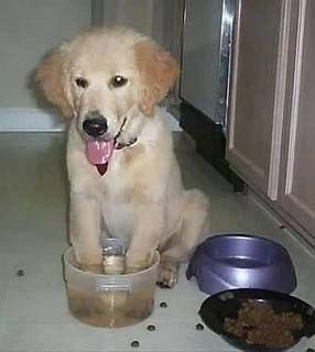 图片[16]-多少人想要的幸福 汪星人就这么得到了-囧客圈