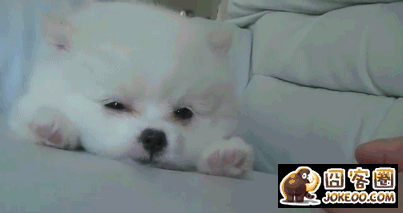 图片[17]-多少人想要的幸福 汪星人就这么得到了-囧客圈