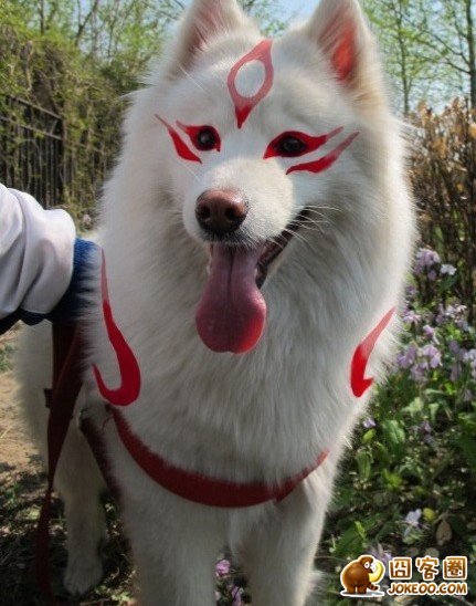 图片[1]-曾经，有一群悲催的主人，自从养了狗狗之后…-囧客圈