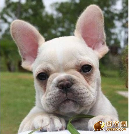 图片[2]-曾经，有一群悲催的主人，自从养了狗狗之后…-囧客圈