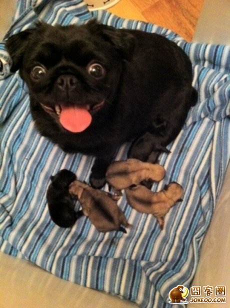 图片[3]-曾经，有一群悲催的主人，自从养了狗狗之后…-囧客圈