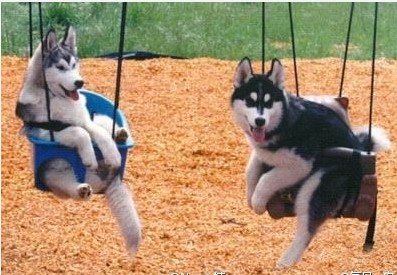 图片[4]-曾经，有一群悲催的主人，自从养了狗狗之后…-囧客圈