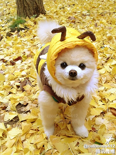 图片[5]-曾经，有一群悲催的主人，自从养了狗狗之后…-囧客圈