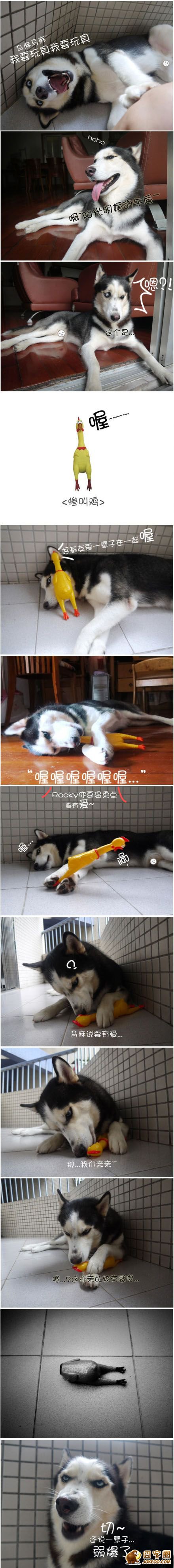 图片[6]-曾经，有一群悲催的主人，自从养了狗狗之后…-囧客圈