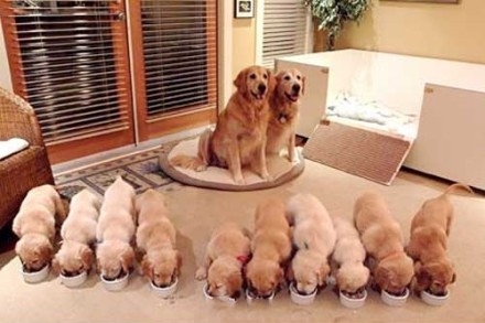 图片[7]-曾经，有一群悲催的主人，自从养了狗狗之后…-囧客圈