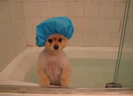 图片[8]-曾经，有一群悲催的主人，自从养了狗狗之后…-囧客圈