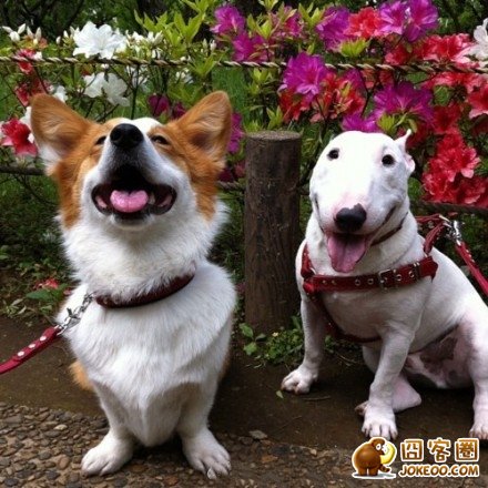 图片[9]-曾经，有一群悲催的主人，自从养了狗狗之后…-囧客圈