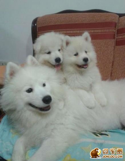 图片[10]-曾经，有一群悲催的主人，自从养了狗狗之后…-囧客圈