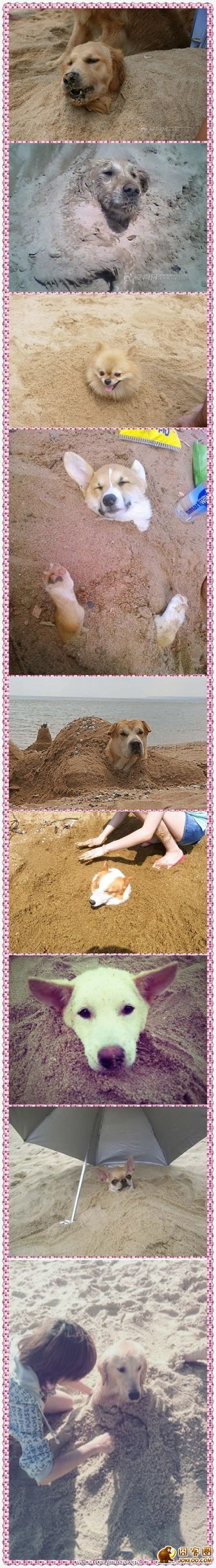 图片[11]-曾经，有一群悲催的主人，自从养了狗狗之后…-囧客圈