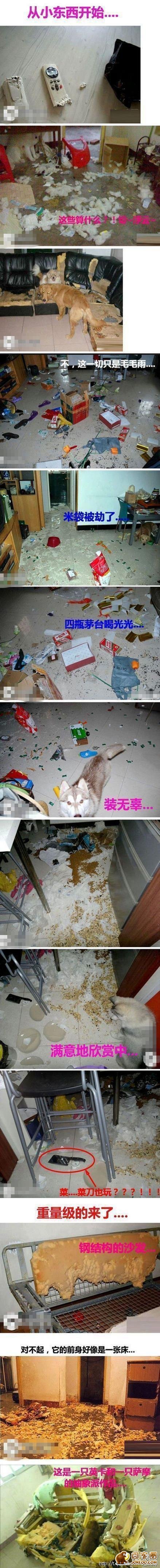 图片[13]-曾经，有一群悲催的主人，自从养了狗狗之后…-囧客圈