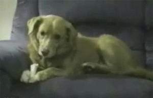 图片[14]-曾经，有一群悲催的主人，自从养了狗狗之后…-囧客圈