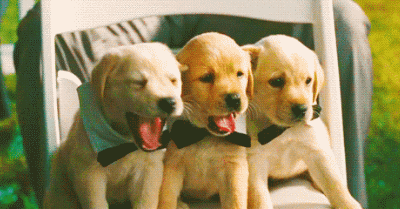 图片[16]-曾经，有一群悲催的主人，自从养了狗狗之后…-囧客圈