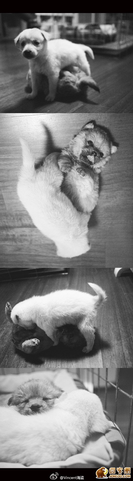 图片[17]-曾经，有一群悲催的主人，自从养了狗狗之后…-囧客圈