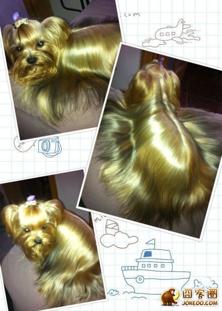 图片[18]-曾经，有一群悲催的主人，自从养了狗狗之后…-囧客圈